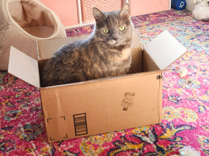 Belle In a Box Floral Cat Embroidery Kit