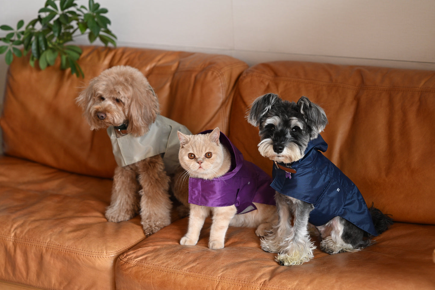 Capsule Raincoat for Dogs and Cats, Green