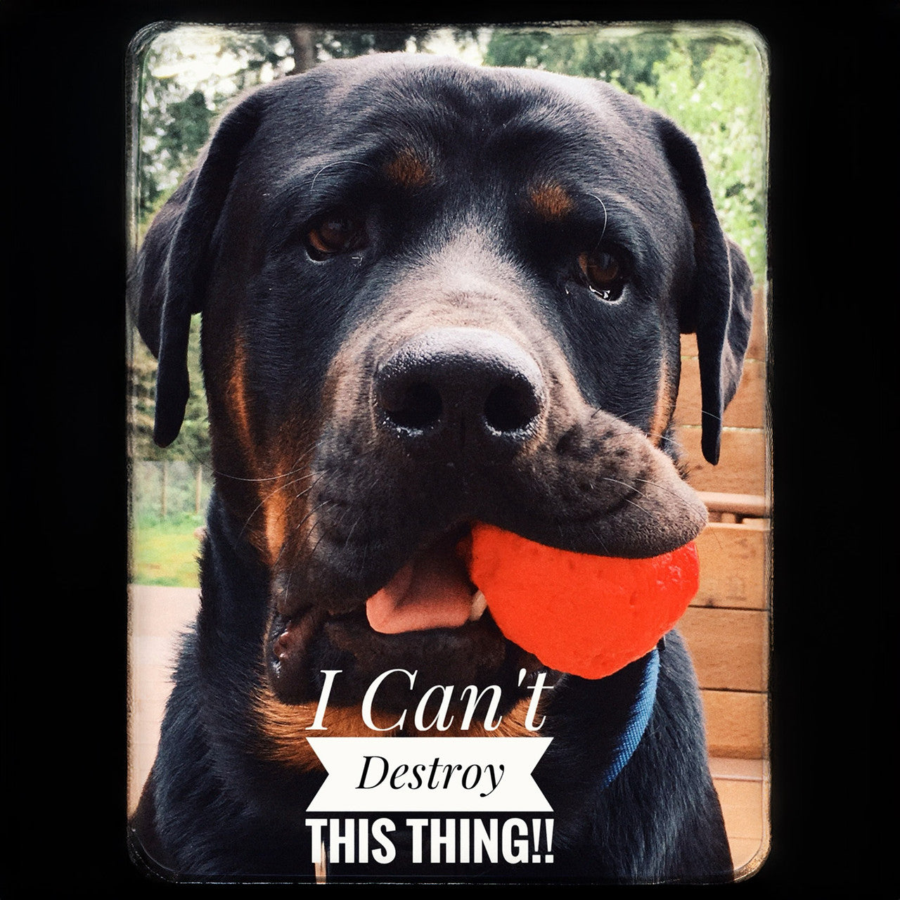 WUNDERball Natural Rubber Fetch Ball for Dogs