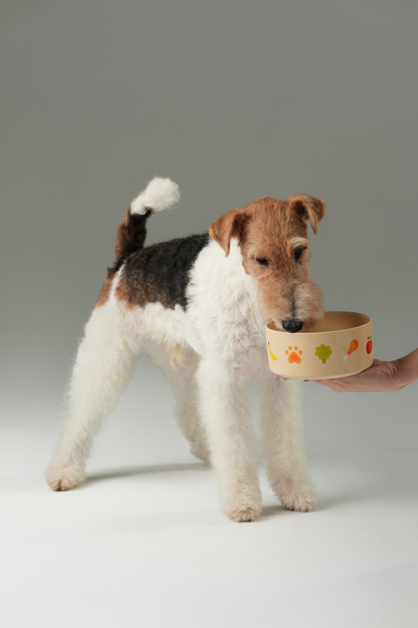 Nomnom Ceramic Pet Bowl for Dogs and Cats