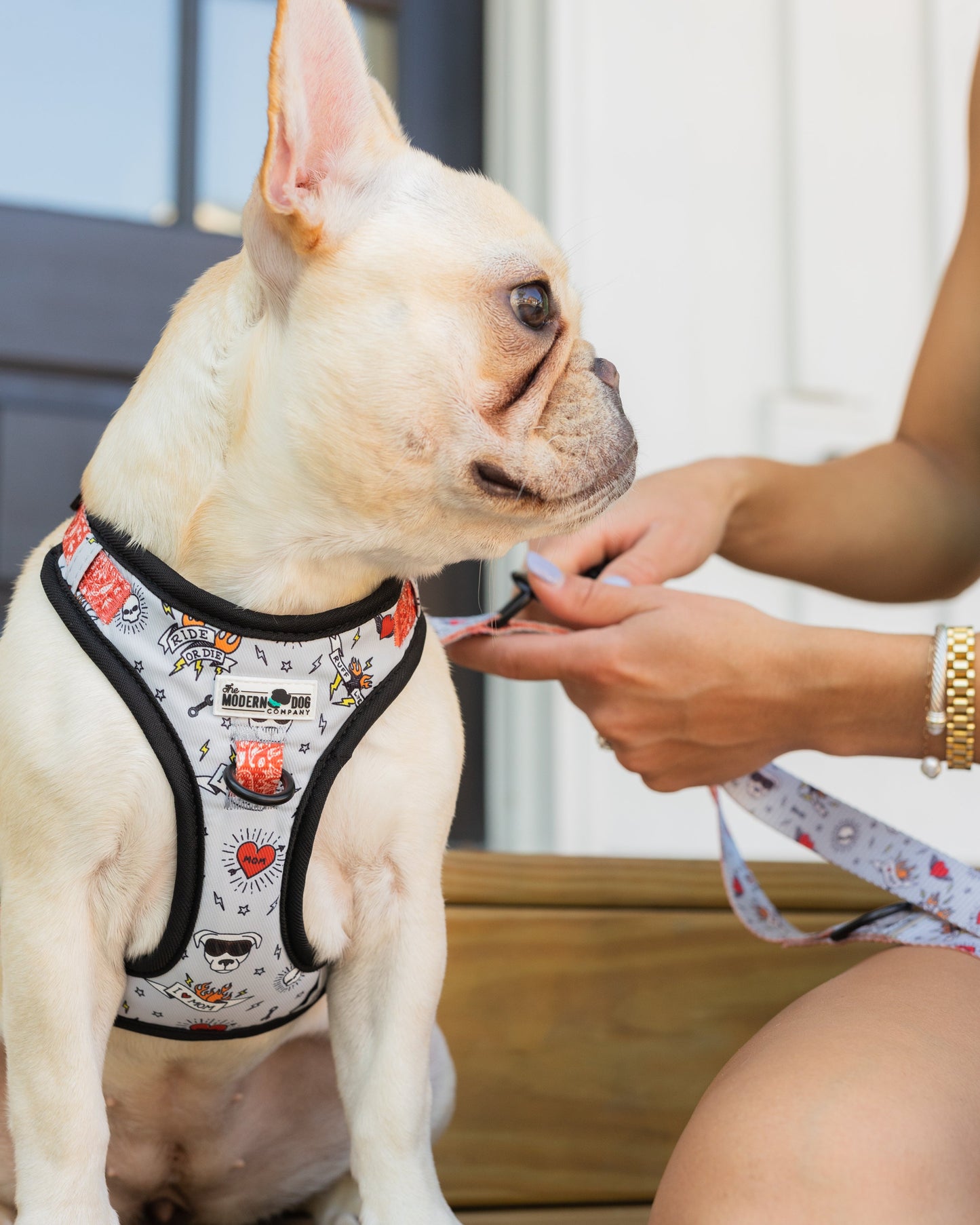 The Modern Dog Company Bad to the Bone Dog Harness
