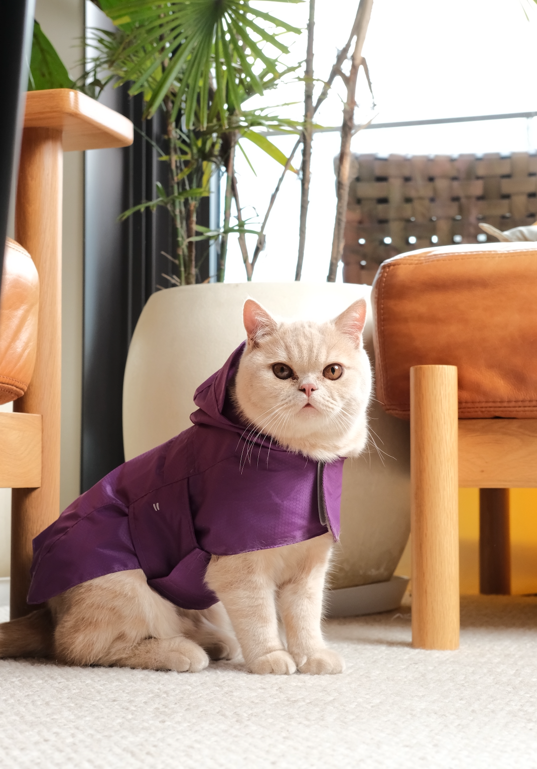 Capsule Raincoat for Dogs and Cats, Purple