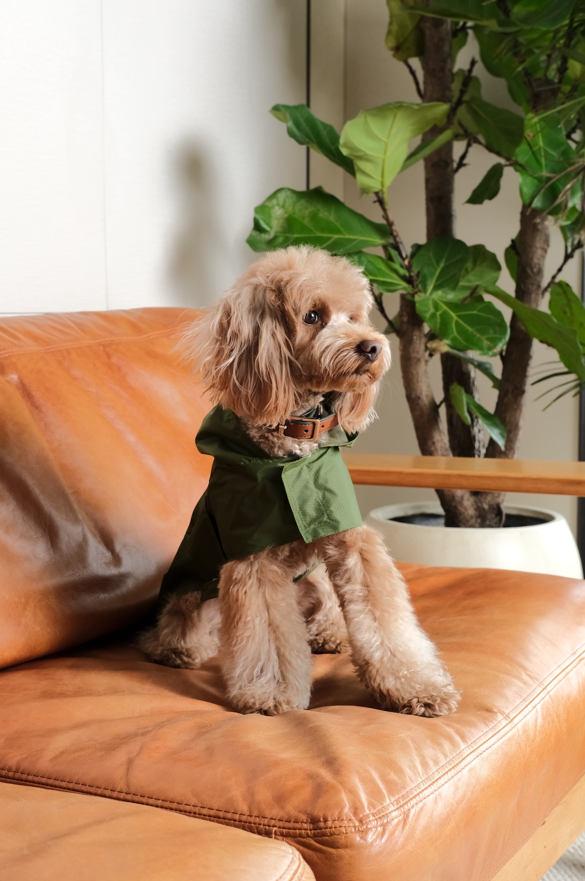 Capsule Raincoat for Dogs and Cats, Green