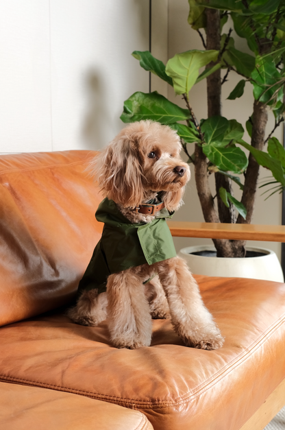 Capsule Raincoat for Dogs and Cats, Green