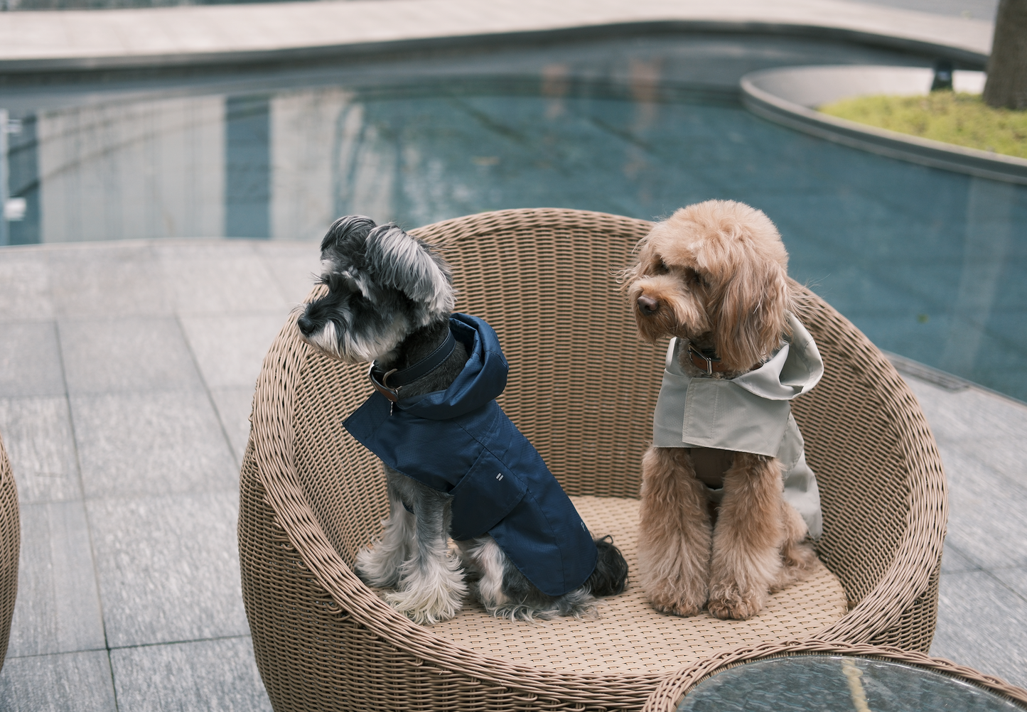 Capsule Raincoat for Dogs and Cats, Green