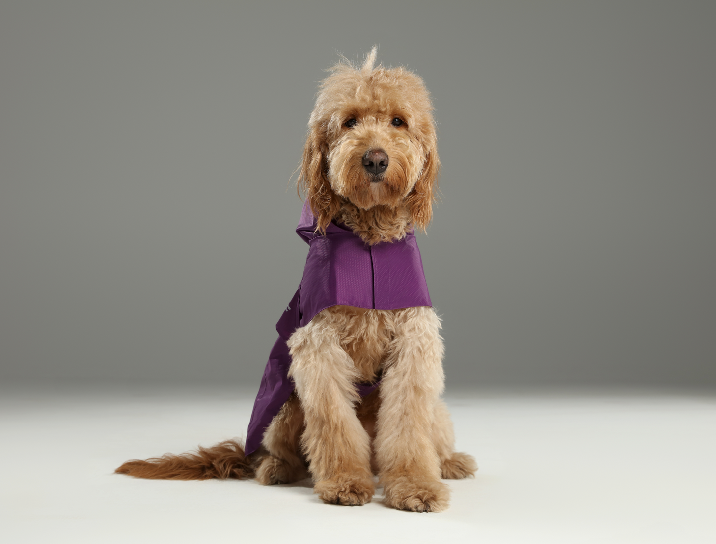 Capsule Raincoat for Dogs and Cats, Purple